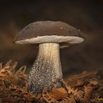 Подберёзовик розовеющий (Leccinum roseofractum) Подберёзовик розовеющий (Leccinum roseofractum)
