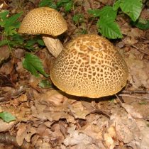 Подберёзовик шахматный (Leccinum nigrescens) Подберёзовик шахматный (Leccinum nigrescens)