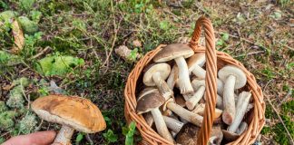 Подберёзовики, или обабки — какие бывают и с чем не спутать?