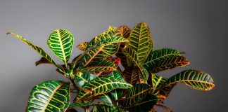 Самые яркие комнатные кротоны