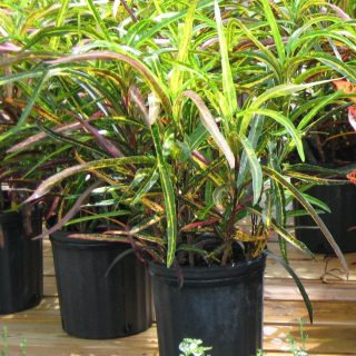 Кодиеум пестрый (Codiaeum variegatum), сорт 'Zanzibar' Кодиеум пестрый (Codiaeum variegatum), сорт 'Zanzibar'