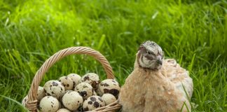 Содержание перепелов — диетические яйца и мясо при минимальном уходе
