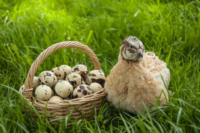 Содержание перепелов — диетические яйца и мясо при минимальном уходе
