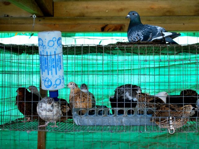 Невысокие клетки для содержания перепелов — это не просто экономия места, а необходимость Невысокие клетки для содержания перепелов — это не просто экономия места, а необходимость