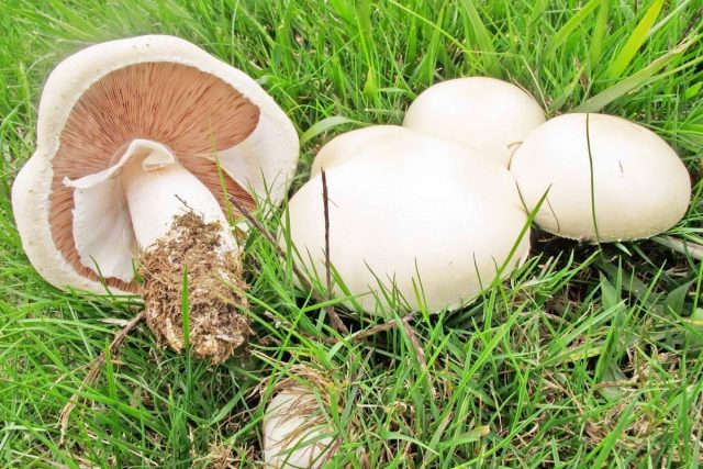 Шампиньон обыкновенный (Agaricus campestris) Шампиньон обыкновенный (Agaricus campestris)