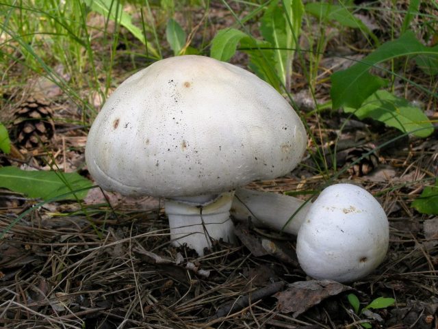 Шампиньон полевой Шампиньон полевой (Agaricus arvensis)