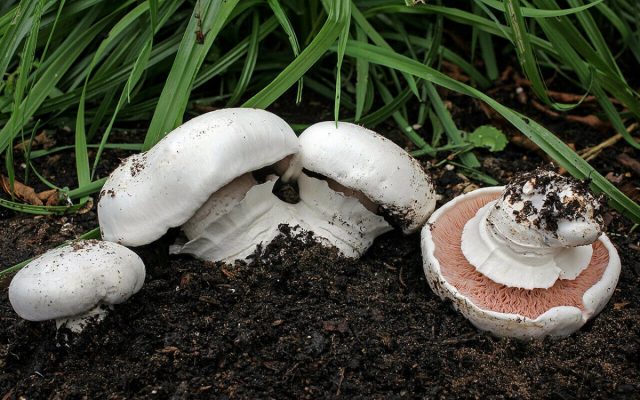 Шампиньон двукольцевой (Agaricus bitorquis) Шампиньон двукольцевой (Agaricus bitorquis)