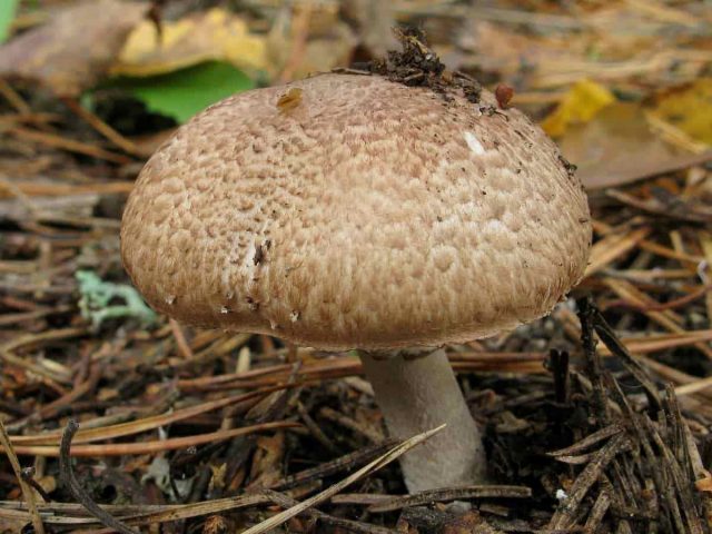 Шампиньон лесной (Agaricus silvaticus) Шампиньон лесной (Agaricus silvaticus)