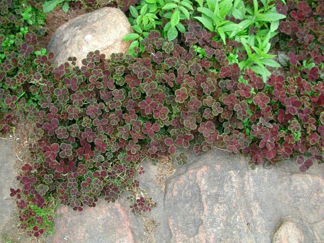 Клевер ползучий 'Purpurascens Quadrifolium' Клевер ползучий Purpurascens Quadrifolium