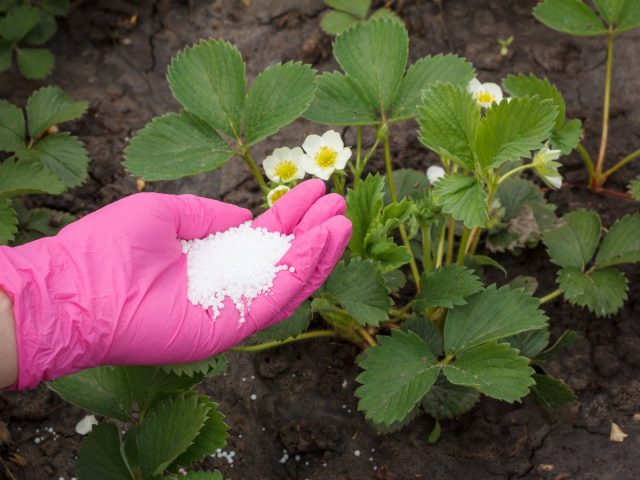Ремонтантные сорта земляники садовой (Fragaria × ananassa) нуждаются в усиленном питании Ремонтантные сорта земляники садовой (Fragaria × ananassa) нуждаются в усиленном питании