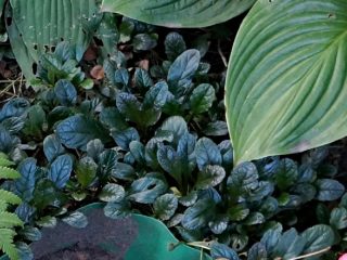 Живучка, или Айюга (Ajuga), сорт «Атропурпуреа» Живучка, или Айюга (Ajuga), сорт «Атропурпуреа»