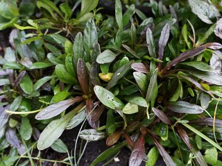 Живучка, или Айюга (Ajuga), сорт «Шоколад Чип» Живучка, или Айюга (Ajuga), сорт «Шоколад Чип»