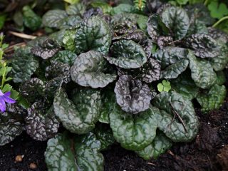Живучка, или Айюга (Ajuga), сорт «Металлика Криспа» Живучка, или Айюга (Ajuga), сорт «Металлика Криспа»
