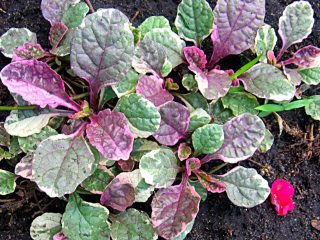 Живучка, или Айюга (Ajuga), сорт «Бургунди глоу» Живучка, или Айюга (Ajuga), сорт «Бургунди глоу»