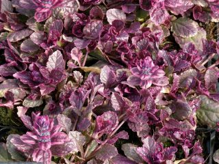 Живучка, или Айюга (Ajuga), сорт «Мультиколор» Живучка, или Айюга (Ajuga), сорт «Мультиколор»