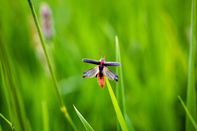 Мягкотелки, или жуки-пожарники (Cantharidae) очень активны и постоянно находятся в движении Мягкотелки, или жуки-пожарники (Cantharidae) очень активны и постоянно находятся в движении