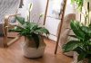 10 лучших комнатных растений для начинающих