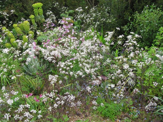 Купырь лесной (Anthriscus sylvestris), сорт 'Ravenswing' Купырь лесной (Anthriscus sylvestris), сорт 'Ravenswing'