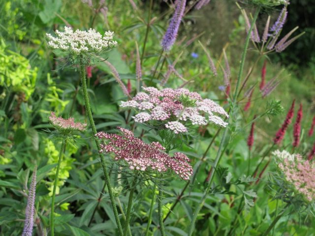 Морковь дикая (Daucus carota), сорт «Дара» Морковь дикая (Daucus carota), сорт «Дара»