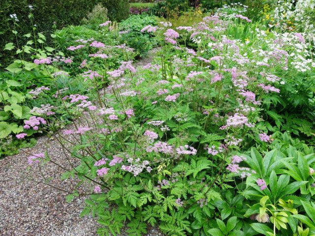 Бутень волосистый (Chaerophyllum hirsutum), культурная форма «Розеум» ('Roseum') Бутень волосистый (Chaerophyllum hirsutum), культурная форма «Розеум» ('Roseum')