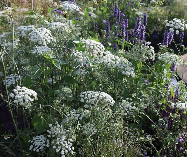 Амми большая (Ammi majus) Амми большая (Ammi majus)