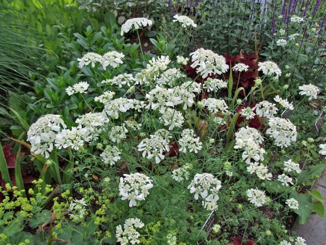 Орлая крупноцветковая (Orlaya grandiflora) Орлая крупноцветковая (Orlaya grandiflora)