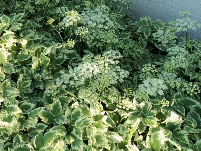 Сныть обыкновенная «Вариегата» (Aegopodium Variegata) Сныть обыкновенная «Вариегата» (Aegopodium Variegata)