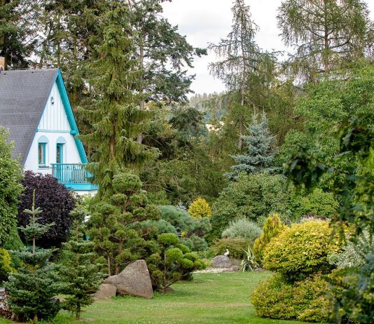 Хвойные для дачи – как выбрать правильно? - Декоративные кустарники Хвойные для дачи – как выбрать правильно?