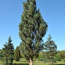Сосна обыкновенная (Pinus sylvestris) ‘Fastigiata’ – колоновидная форма для небольшого участка © Питомник Ван ден Берк Сосна обыкновенная (Pinus sylvestris) ‘Fastigiata’ – колоновидная форма для небольшого участка © Питомник Ван ден Берк