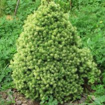 Ель сизая, канадская (Picea glauca) 'J.W. Daisy's' Ель сизая, канадская (Picea glauca) 'J.W. Daisy's'