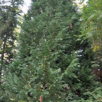 Кипарисовик Лавсона (Chamaecyparis lawsoniana) (A. Murray bis) Parl. © O. Tackenberg Кипарисовик Лавсона (Chamaecyparis lawsoniana) (A. Murray bis) Parl. © O. Tackenberg