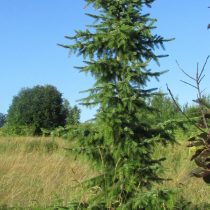 Ель сербская (Picea omorika) Ель сербская (Picea omorika)