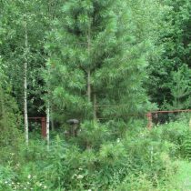 Сосна сибирская кедровая, или сибирский кедр (Pinus sibirica). Растению 25 лет, взято из дикой природы. Высота чуть больше 4 метров. Кедр растет довольно медленно Сосна сибирская кедровая, или сибирский кедр (Pinus sibirica). Растению 25 лет, взято из дикой природы. Высота чуть больше 4 метров. Кедр растет довольно медленно