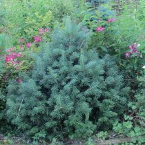 Пихта субальпийская (Abies lasiocarpa) 'Green Globe' Пихта субальпийская (Abies lasiocarpa) 'Green Globe'