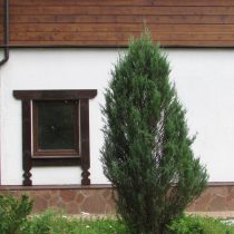 Можжевельник скальный (Juniperus scopulorum) 'Blue arrow' Можжевельник скальный (Juniperus scopulorum) 'Blue arrow'