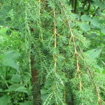 Можжевельник обыкновенный (Juniperus communis) 'Horstmann', плакучая форма Можжевельник обыкновенный (Juniperus communis) 'Horstmann', плакучая форма