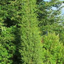 Можжевельник обыкновенный (Juniperus communis) 'Suecica' выращен из черенка, 10 лет, никакого ухода и подкормок. Диаметр кроны – 40 см, высота – около 3 метров