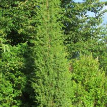 Можжевельник обыкновенный (Juniperus communis) 'Suecica' выращен из черенка, 10 лет, никакого ухода и подкормок. Диаметр кроны – 40 см, высота – около 3 метров Можжевельник обыкновенный (Juniperus communis) 'Suecica' выращен из черенка, 10 лет, никакого ухода и подкормок. Диаметр кроны – 40 см, высота – около 3 метров