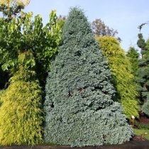 Кипарисовик горохоплодный (Chamaecyparis pisifera) 'Boulevard' © Voodland
