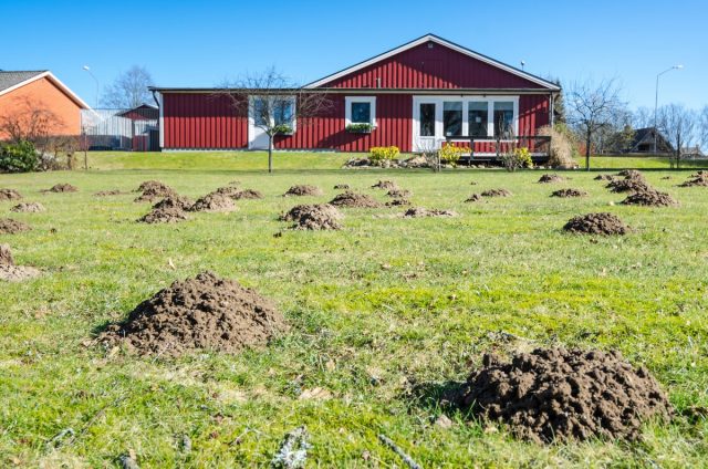 Испещренный кротовыми норами участок Испещренный кротовыми норами участок