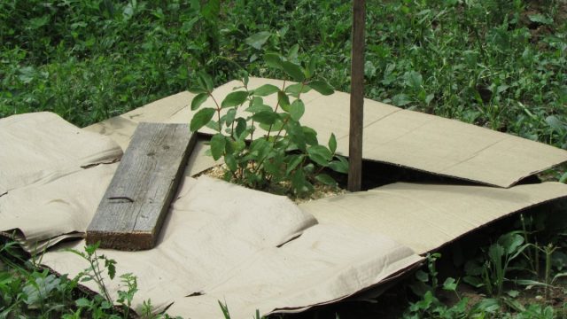 Мульчирование с помощью картона Мульчирование с помощью картона