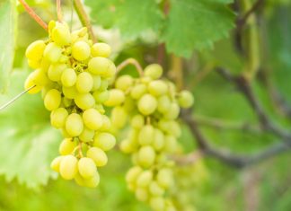 Схема подкормки винограда от саженца до урожая
