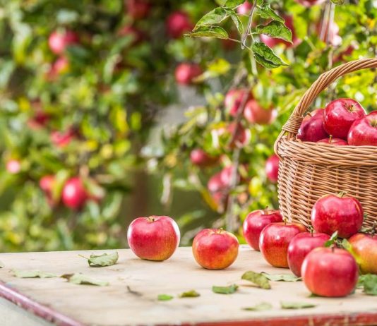 Что не забыть сделать в августе садоводу? - Календари Что не забыть сделать в августе садоводу?