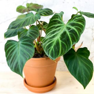 Филодендрон бородавчатый (Philodendron verrucosum) Филодендрон бородавчатый (Philodendron verrucosum)