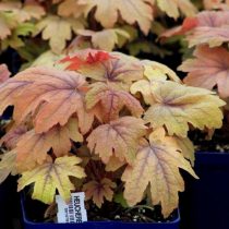 Гейхерелла (Heucherella), сорт «Свит Ти» (Sweet Tea) Гейхерелла (Heucherella), сорт «Свит Ти» (Sweet Tea)