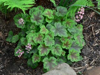 Гейхерелла (Heucherella), сорт «Розали» (Rosalie) Гейхерелла (Heucherella), сорт «Розали» (Rosalie)