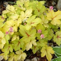 Гейхерелла (Heucherella), сорт «Санспот» (Sunspot) Гейхерелла (Heucherella), сорт «Санспот» (Sunspot)