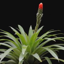 Гусмания одноколосая (Guzmania monostachia) Гусмания одноколосая (Guzmania monostachia)