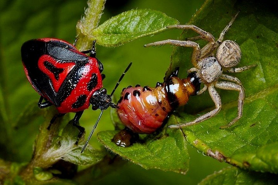 Паук и клоп против личинки колорадского жука 