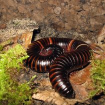 Кивсяк гигантский, или африканский (Archispirostreptus gigas) Кивсяк гигантский, или африканский (Archispirostreptus gigas)